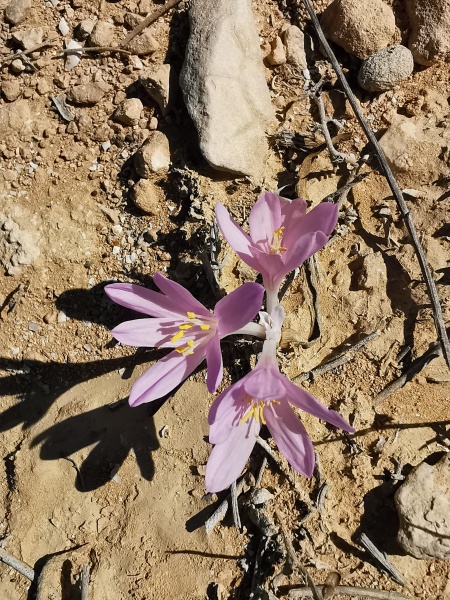 קובץ:2023-09-26T09 51 17.707373104829.jpg