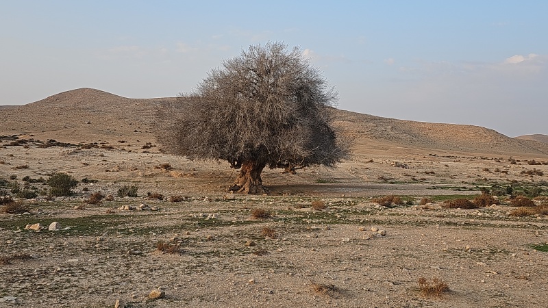 קובץ:2023-12-28T12 35 08.373004814227.jpg