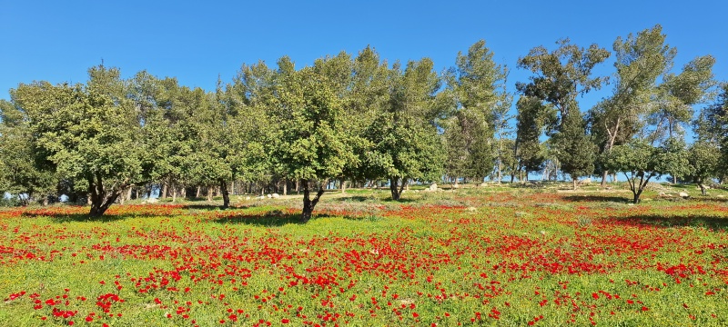 קובץ:2024-02-11T14 02 31.630335274000.jpg