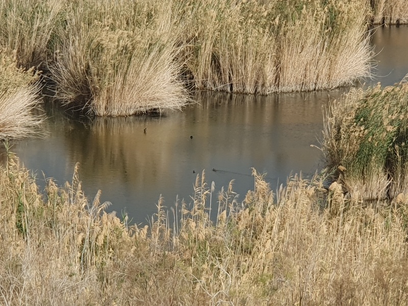 קובץ:2024-02-27T15 07 38.846271635529.jpg