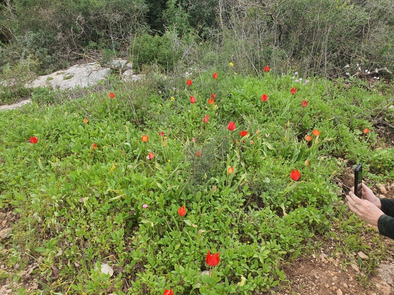 קובץ:2024-03-02T14 24 11.127540360997.jpg