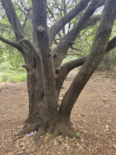 קובץ:2024-03-02T14 46 58.525803110654.jpg