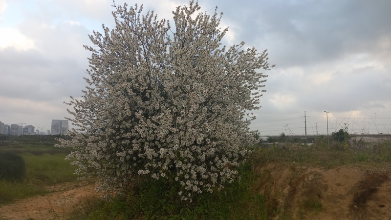 קובץ:2024-03-02T16 56 52.589759298383.jpg