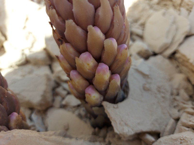 קובץ:2024-03-03T11 23 31.100044438995.jpg