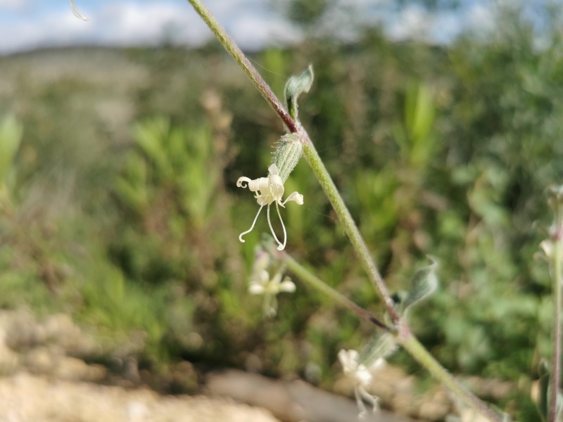 קובץ:2024-03-08T09 40 02.353319237919.jpg