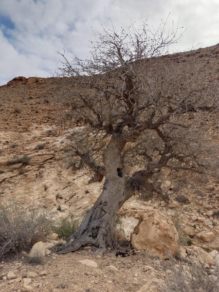 קובץ:2024-03-16T09 08 23.277256954151.jpg