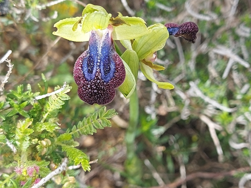 קובץ:2024-03-16T09 11 16.074671232642.jpg