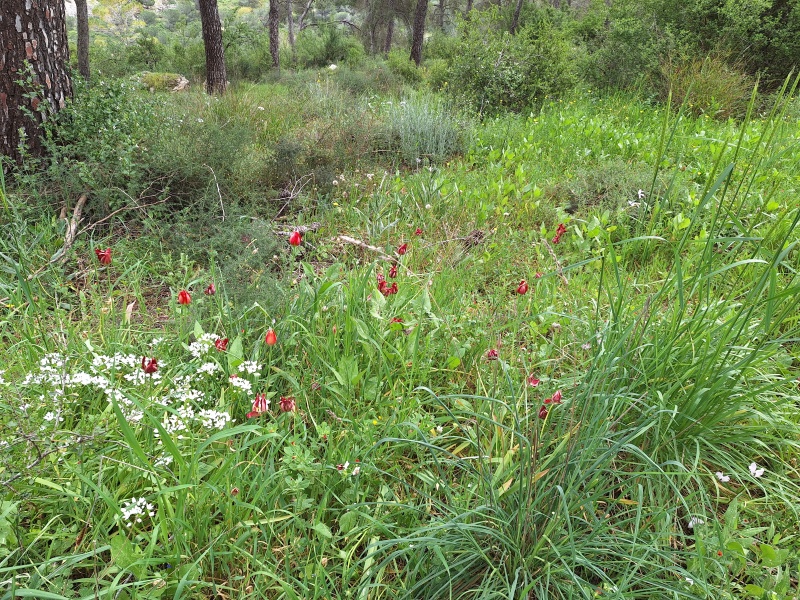 קובץ:2024-03-16T11 11 08.215664129502.jpg