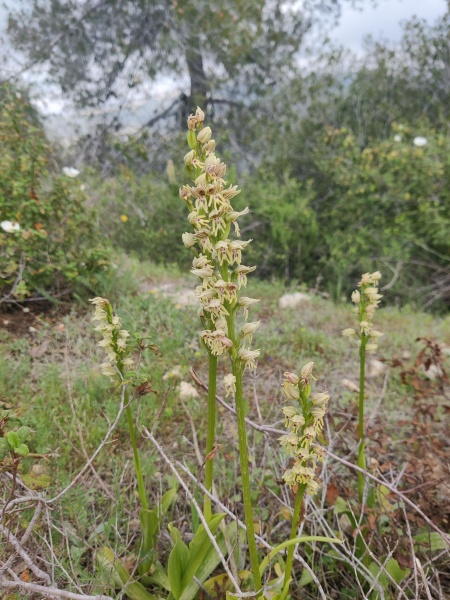 קובץ:2024-03-18T12 36 16.020148996408.jpg