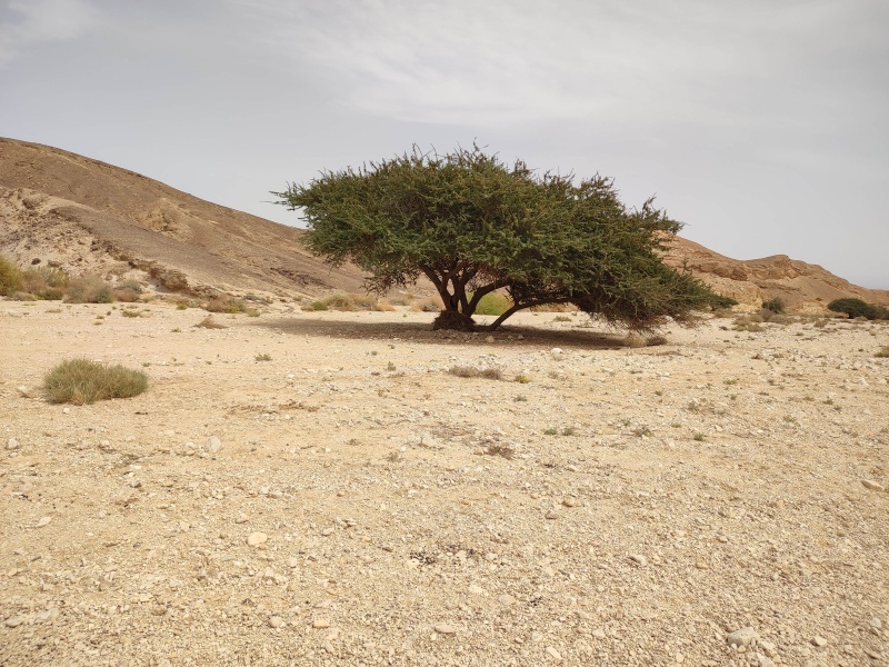 קובץ:2024-03-27T12 09 28.851237382184.jpg