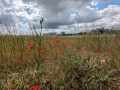 תמונה ממוזערת לגרסה מתאריך 07:26, 10 באפריל 2024