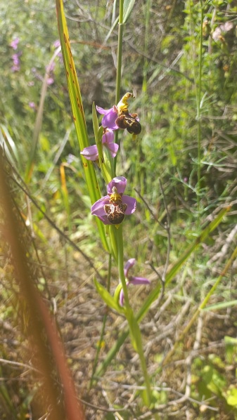 קובץ:2024-04-13T14 17 41.59936863522.jpg