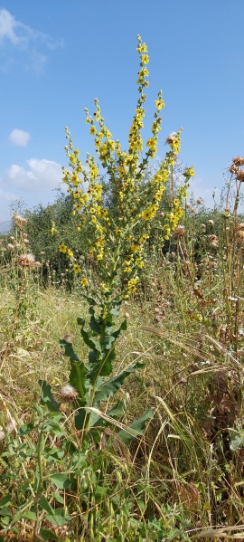 קובץ:2024-04-19T09 36 04.201620975579.jpg