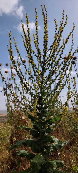 קובץ:2024-04-19T09 40 20.106214215711.jpg