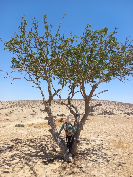 קובץ:2024-04-19T13 04 17.341353724447.jpg