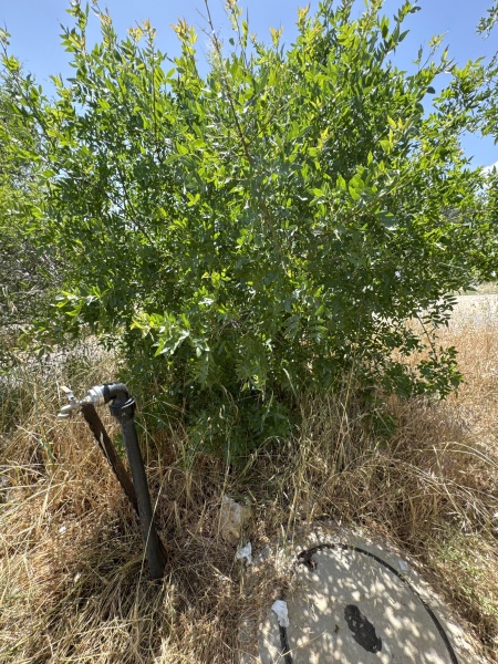 קובץ:2024-05-03T13 42 36.756164397197.jpg