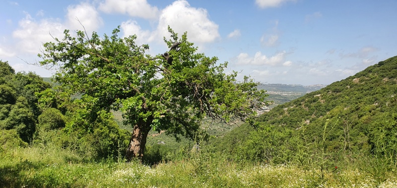 קובץ:2024-05-04T11 22 33.06678644223.jpg