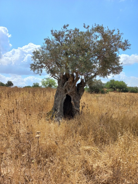 קובץ:2024-05-25T10 50 59.744897136031.jpg