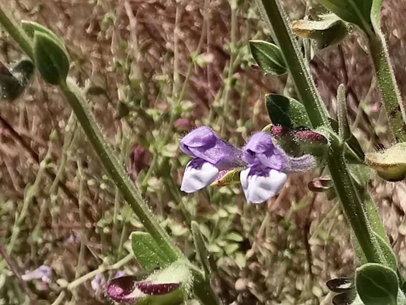 קובץ:2024-06-02T11 41 12.711243657510.jpg