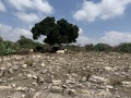 תמונה ממוזערת לגרסה מתאריך 08:05, 1 ביולי 2024