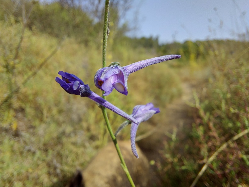 קובץ:2024-07-05T08 50 03.709326964334.jpg