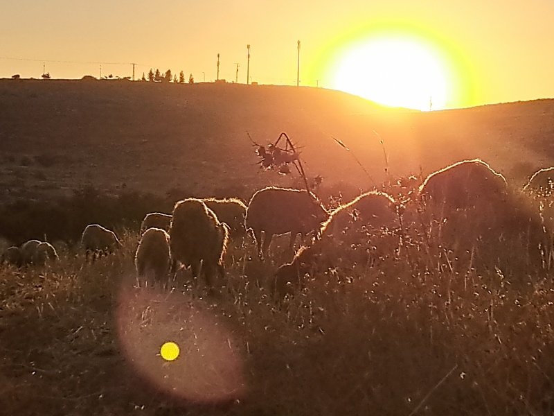 קובץ:2024-09-03T21 17 21.086450915356.jpg