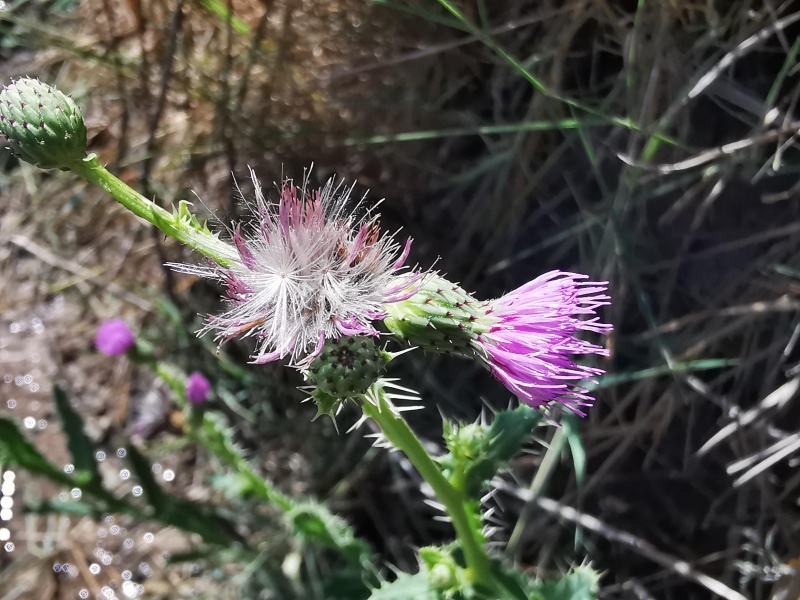 קובץ:2024-09-18T12 45 02.218962307737.jpg