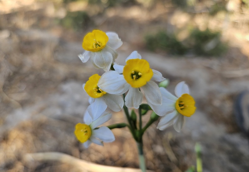 קובץ:2024-10-31T09 21 09.728879924596.jpg