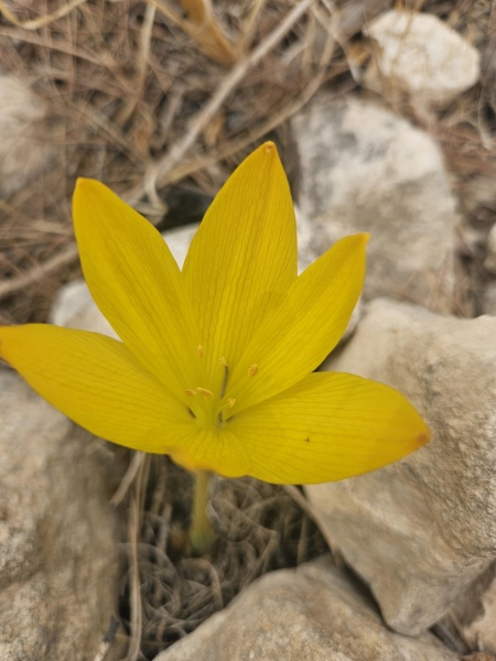 קובץ:2024-11-01T13 45 52.324088560012.jpg