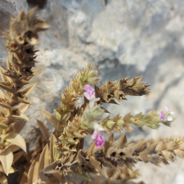 קובץ:2024-11-09T07 58 51.010256820620.jpg