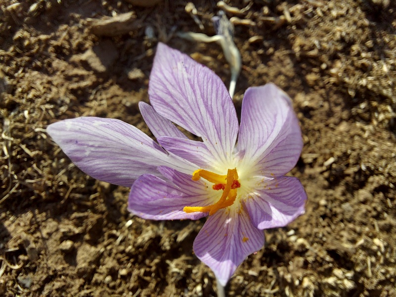 קובץ:2024-11-12T15 01 17.261913882294.jpg