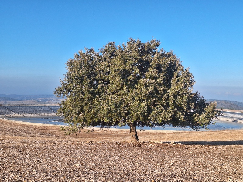 קובץ:2024-11-13T07 33 18.415798189102.jpg