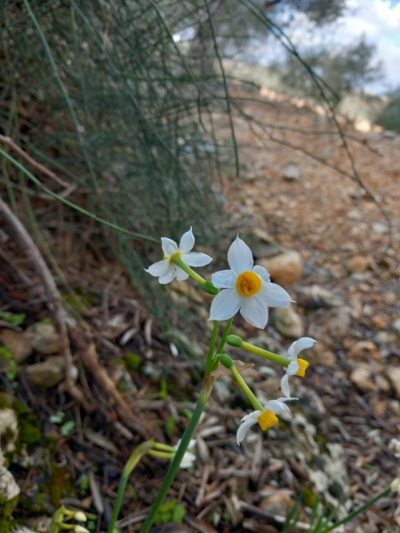 קובץ:2024-11-28T10 58 55.018249940899.jpg