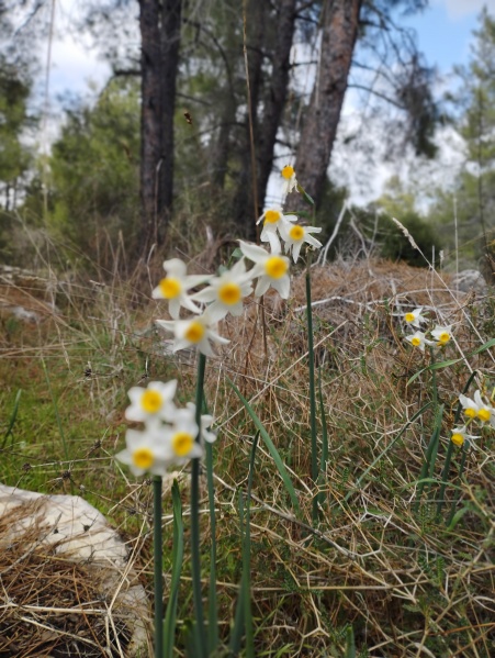 קובץ:2024-12-26T12 06 18.133357842365.jpg