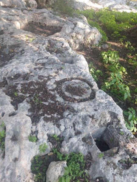 קובץ:2025-01-25T15 04 35.292810656259.jpg