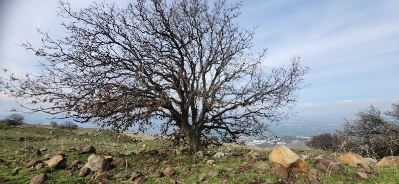 קובץ:2025-02-14T11 00 23.945713572629.jpg