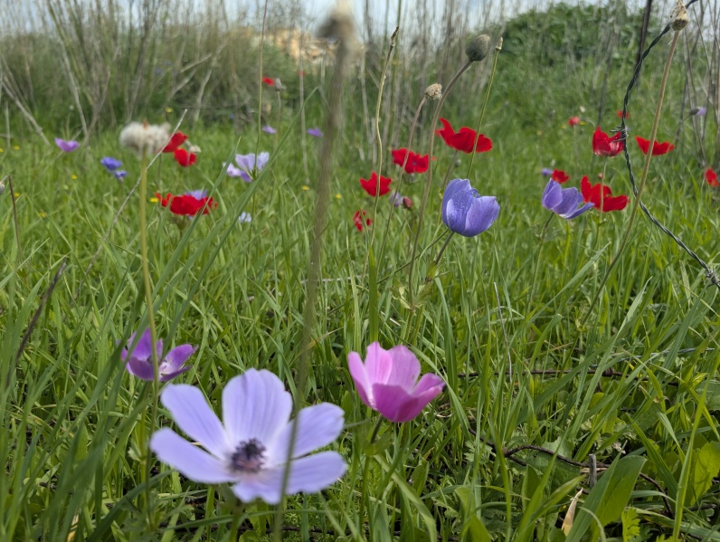 קובץ:2025-02-14T11 13 44.211929944770.jpg