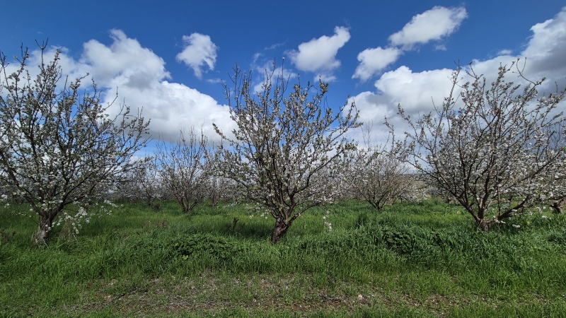 קובץ:2025-02-21T13 05 47.446746963977.jpg