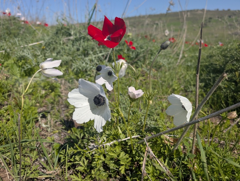 קובץ:2025-02-27T10 18 11.920879888806.jpg