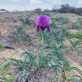 תמונה ממוזערת לגרסה מתאריך 09:04, 10 במרץ 2025