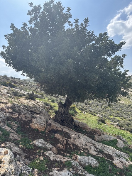 קובץ:2025-03-10T12 52 47.976281255987.jpg