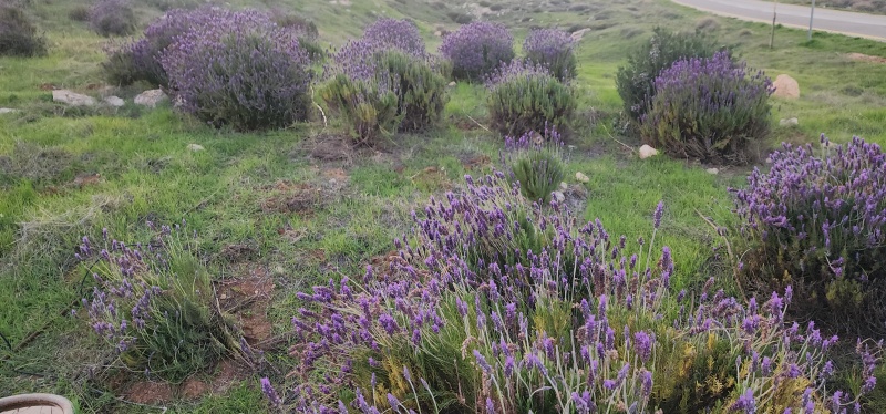 קובץ:2025-03-10T17 30 28.460024134063.jpg