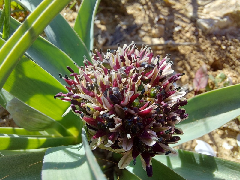 קובץ:2025-03-11T14 23 40.780491399649.jpg