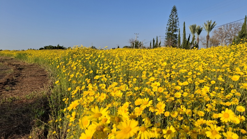 קובץ:2025-03-11T18 58 09.910528507570.jpg