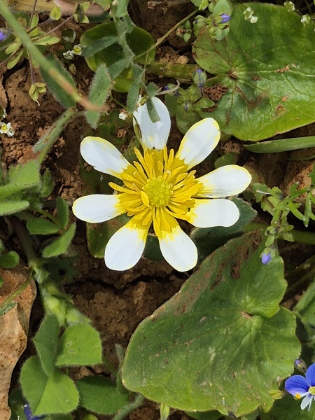 קובץ:2025-03-14T08 46 56.084953943484.jpg