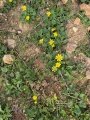 תמונה ממוזערת לגרסה מתאריך 06:44, 14 במרץ 2025