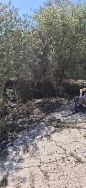 קובץ:2025-03-15T12 37 51.137339952685.jpg