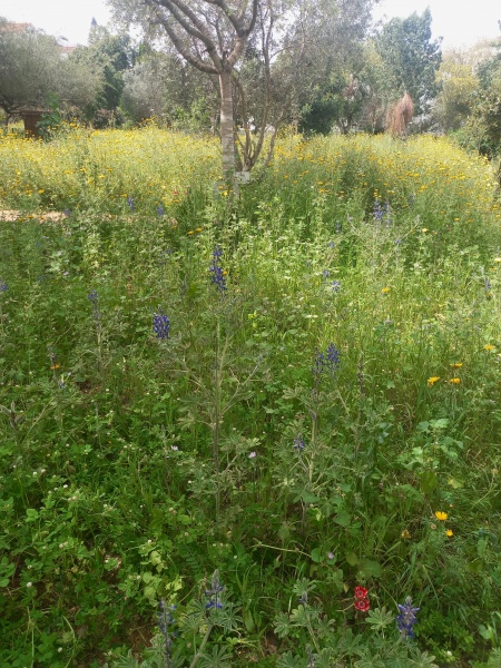 קובץ:2025-03-17T11 59 30.651248107956.jpg