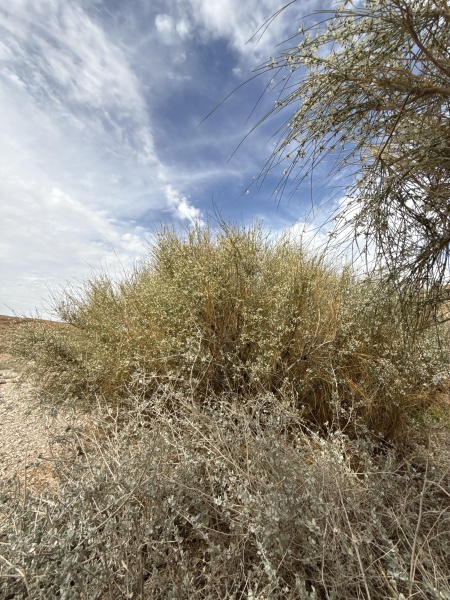 קובץ:2025-03-17T13 59 10.926415586770.jpg