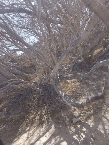 קובץ:2025-03-25T12 59 40.561525311319.jpg